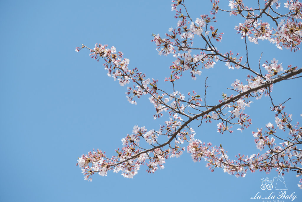 摂津峡の桜